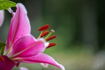 Fototapeta premium 百合のクローズアップ画像