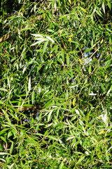Fresh Willow tree with green leaves close up. Nature in summer. Botany image.