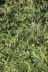Fresh Willow tree with green leaves close up. Nature in summer. Botany image.