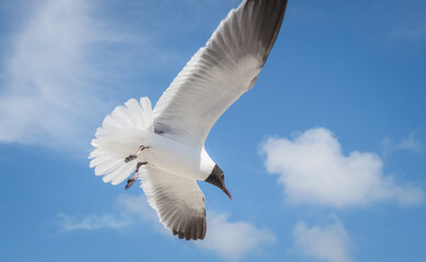 Seagull flying with wings wide open on a bright sunny day