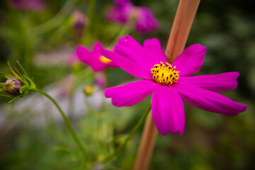 Fototapeta premium Beautiful pink and purple cosmos, daisy like flower, growing in my parents garden