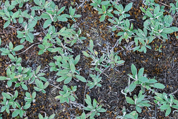 Hieracium pilosella, Hairy hawk  is a medicinal weed plant, preparations of which have anti-inflammatory, antimicrobial, astringent and diuretic effects. Selective focus.