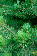 Closeup fir branches. Spruce tree in nature. Green and fresh plant. Wallpapers image.