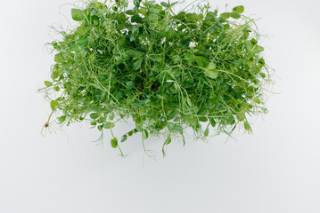 Micro-green pea sprouts close-up on a white background in a pot with soil. Healthy food and lifestyle