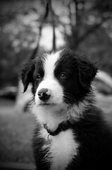 Black and White Wet Young Border Collie Puppy