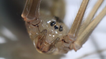 Big zoom spider