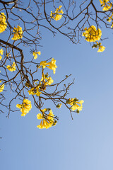 yellow leaves on blue sky