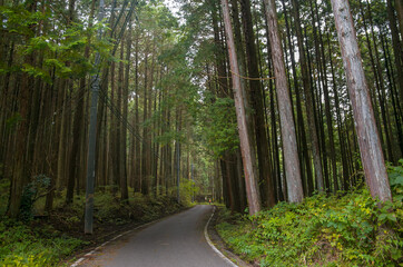 Road in the Japanese green forest among the trees of cryptomeria