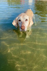 old yellow labrador in water