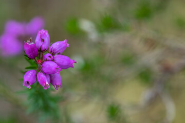 Fototapeta na wymiar Bell heather, Erica cinerea, close up detail of the flowering bulb with faded green background.