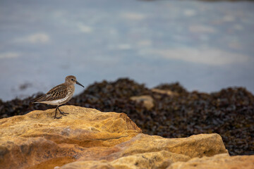 Common Sandpiper, Actitis hypoleucos, isolated portrait while wading along rocks beside the sea in scotland.