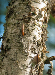 a slug crawls up a birch tree