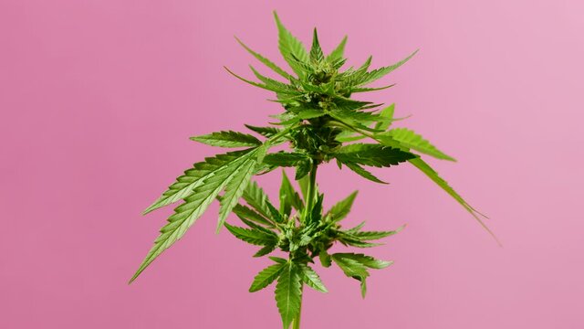 Sativa marijuana plant close-up rotating on pink background. Rasterized herbal cannabis leaf close-up. Hemp cultivation at home. Legal system, smoking activities, recreational drug