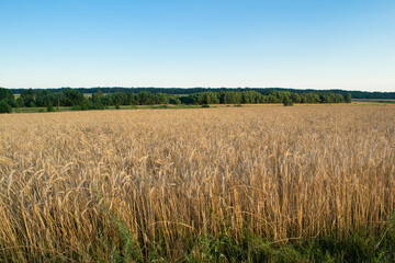 Yellow grain ready for harvest growing in a farm field