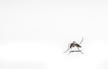 Aedes aegypti mosquito pernilongo with white spots and white background