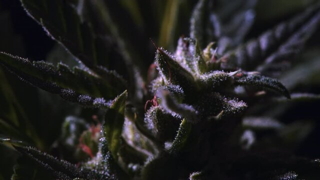 Close-up CBD cannabis plant and hemp inflorescence. Ganja leaves macro view. Vegetative stage of medical marijuana growth. Herbal hemp, Relaxation, Legal System concept.