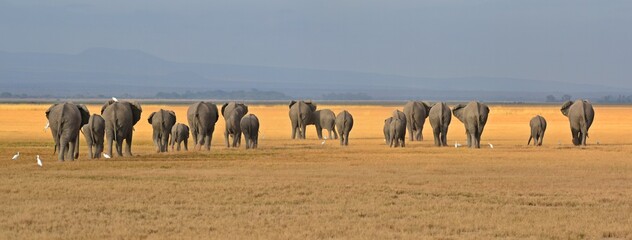 Elefantes © alsa1505