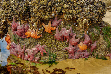 Starfish on rock outcropping at low tide, Pacific Ocean, at Canon Beach, Oregon