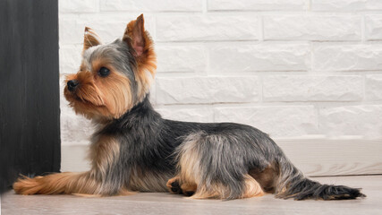 A beautiful Yorkshire Terrier lies on the floor in a private grooming salon for animals. The dog attentively listens to extraneous sounds