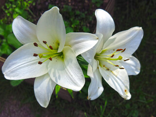 white delicate Lily with a yellow center blooms in summer