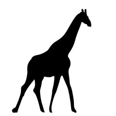 giraffe silhouette illustration and white background