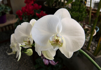 Floral. Closeup of a Phalaenopsis, also known as Moth Orchid, white flower with big butterfly shaped petals, blooming in winter.