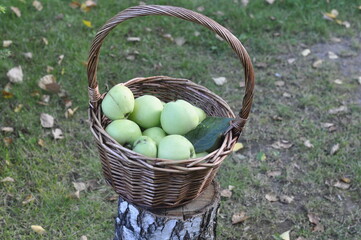 Green apples in the basket