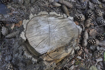 The Golden stump. Wood texture