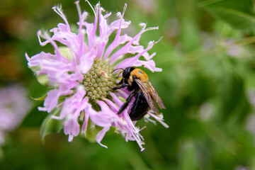 Fototapeta premium bee on flower