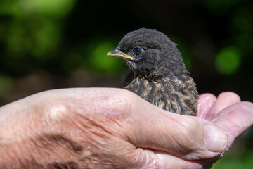A Bird in the Hand is worth two in the bush