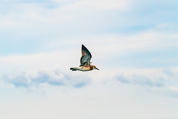 White gull flying along ocean beach Cape Cod Massachusetts