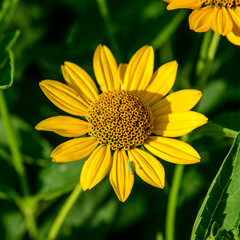 Fototapeta premium yellow flower in a garden