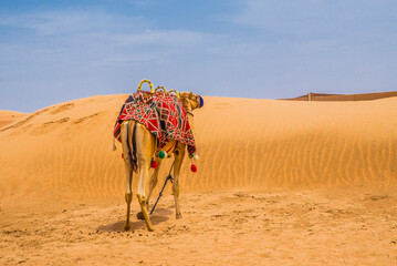 beautiful camel in the middle of the yellow desert. Yellow dunes and blue sky.