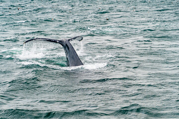Fototapeta premium Humpback Whale Provincetown, Cape Cod, Massachussetts, US