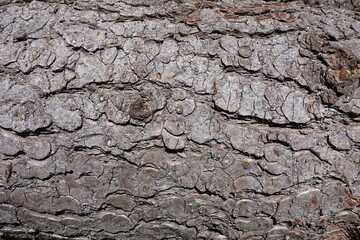 Wooden texture