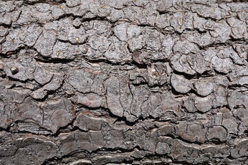 Wooden texture