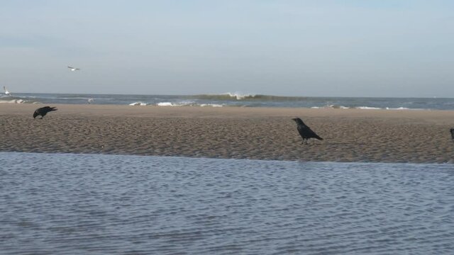 Static camera view of the sandy beach of the Sea on a sandbar after the water in front. Three crows play and look around if there is anything to eat, back part of the picture the surf and the horizon