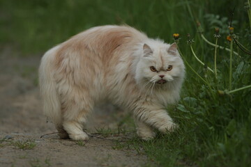 Naklejka na ściany i meble White persian cat on the grass