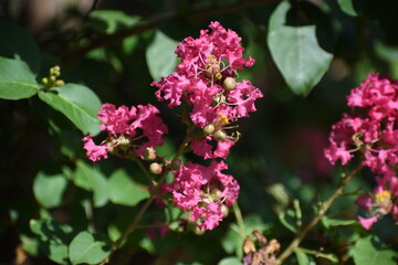 Pink Flower