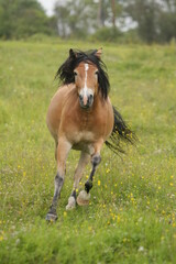 Light-bay creamy horse galloping in the meadow