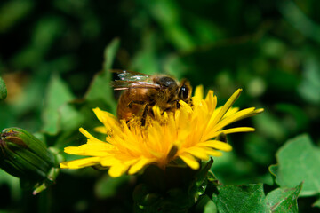 bee on flower