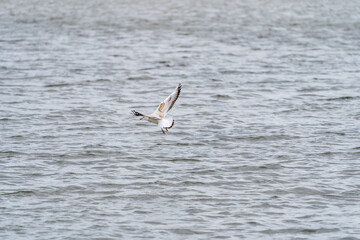 Naklejka premium Black-headed gull (Chroicocephalus ridibundus) flying close to the sea and searching for food. Blurred background, Selective focus.