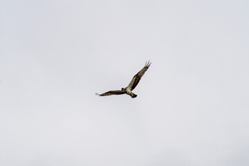 Flying osprey with wings spread and cloudy sky. Blurred background, Selective focus.
