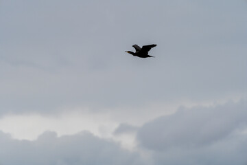 Double Crested Cormorant in flight with cloudy background. Blurred background. Selective focus.