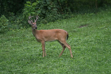 Eight Point Buck in Forest Park 2020 II