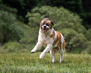 happy saint bernard breed dog running on grass in natural environment with open mouth and flying ears