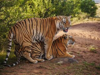 Fototapeta na wymiar Two bengal tigers mating, with male face clearly visible.