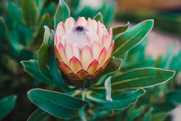 close-up of pink protea plant outdoor