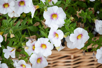 White Petunias in Basket