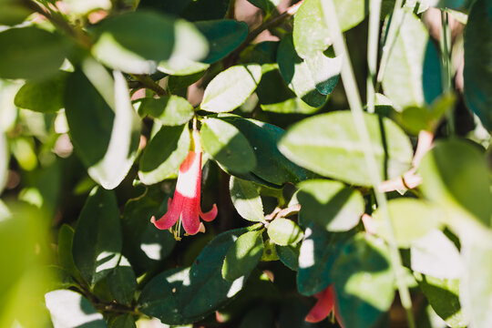 native Australian correa dusky bells plant outdoor in sunny backyard